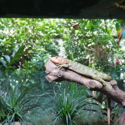 Close-up of lizard on tree in forest