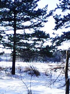 CLOSE-UP OF FROZEN TREE AGAINST SKY IN WINTER