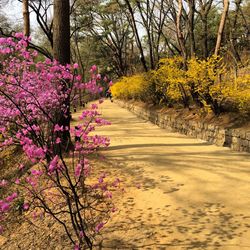 Pink flowers growing on tree