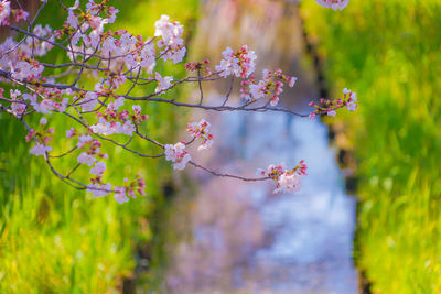 Close-up of white cherry blossom