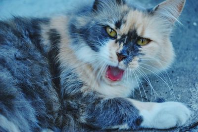 Close-up portrait of a cat