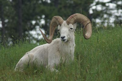 Dall sheep resting on grassy field