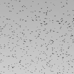 Low angle view of silhouette birds flying against sky