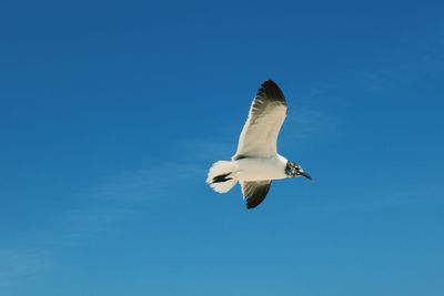 Low angle view of seagull flying against clear blue sky