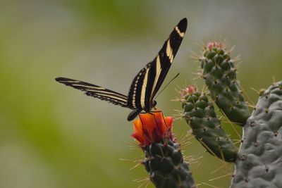 Close-up of butterfly on flower