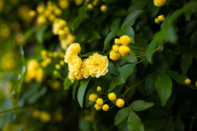 Close-up of yellow flowering plant