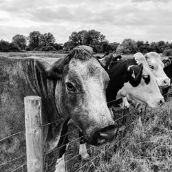 Cow standing in a field