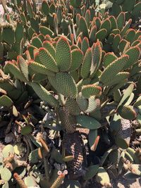 High angle view of succulent plant on field