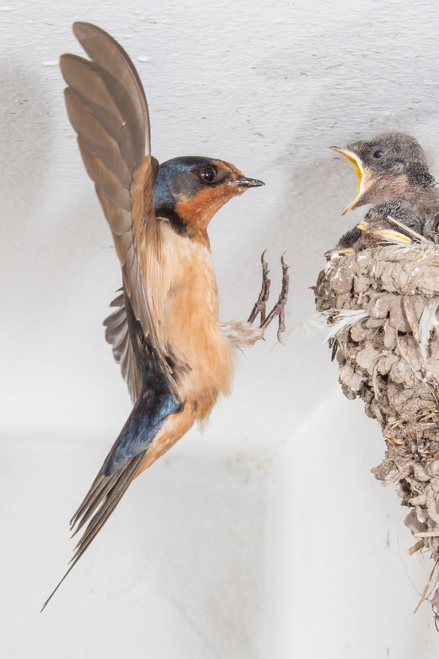 HIGH ANGLE VIEW OF BIRD FLYING