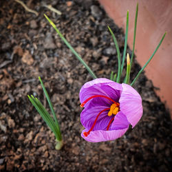 Close-up of purple crocus flower on field