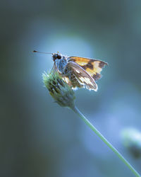 Close-up of butterfly pollinating on flower