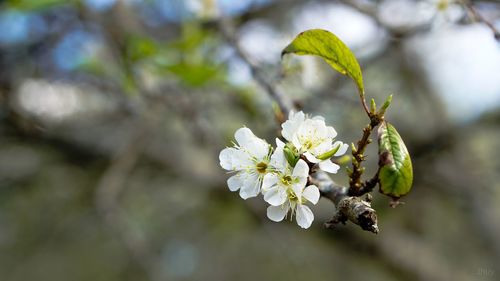 Close-up of white cherry blossoms in spring