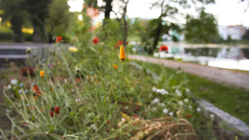 Close-up of flowering plants on field