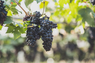 Close-up of grapes growing in vineyard