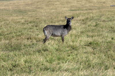 Side view of a waterbuck standing on field
