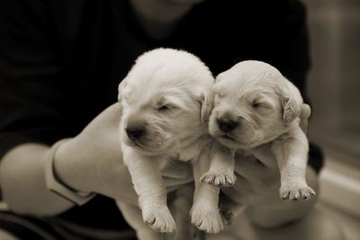 Close-up of puppy