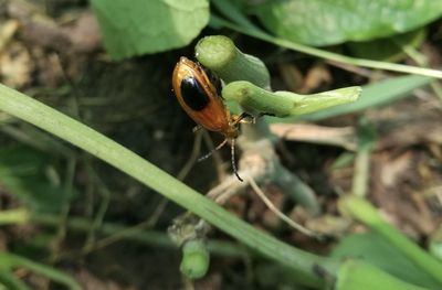 Close-up of insect on leaf