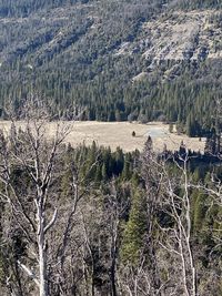 High angle view of pine trees in forest