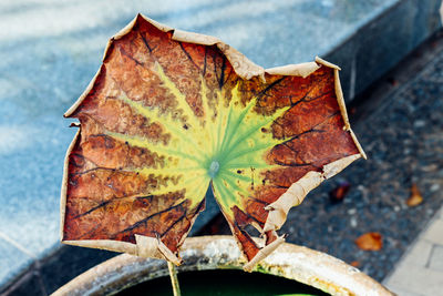 Close-up of dry autumn leaf