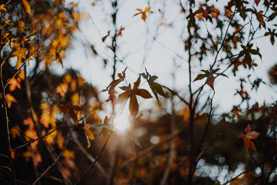 Close-up of autumn leaves on tree