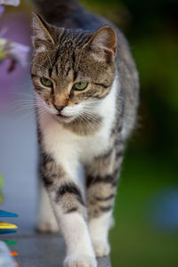 Close-up portrait of tabby cat looking away