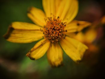 Close-up of yellow flower blooming outdoors