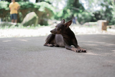 Dog sitting on road