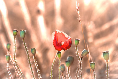 Close-up of red flowering plant