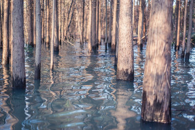 Trees in forest