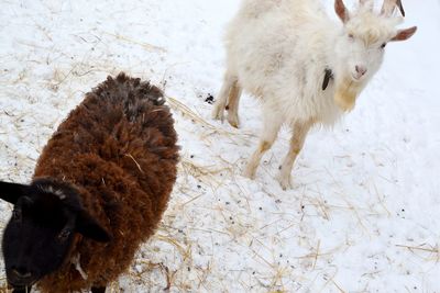 Sheep on snow field