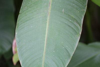 Close-up of green leaves