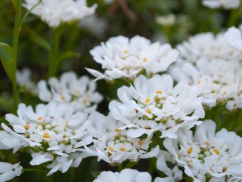 Close-up of white flowering plants