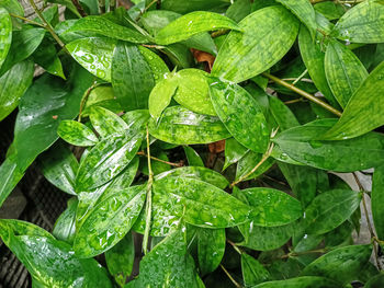 High angle view of raindrops on leaves