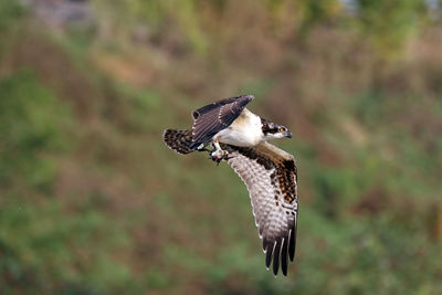 Bird flying against blurred background