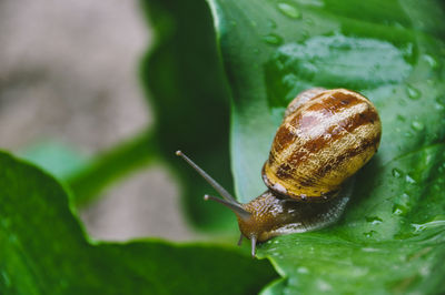 Close-up of snail on leaf