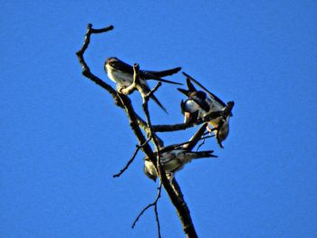 Low angle view of bare tree against clear blue sky