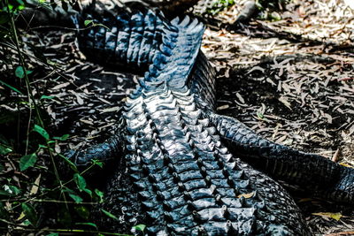 Close-up of lizard on field in forest