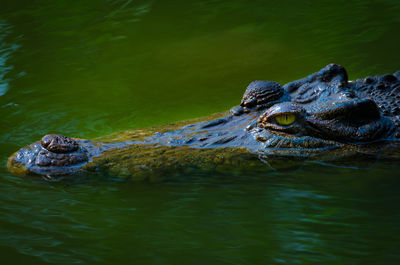 Close-up of turtle swimming in water