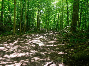 View of trees in forest