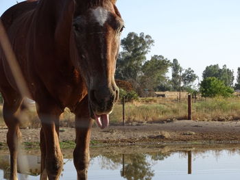 Horse standing on field against sky