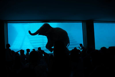 Silhouette of people in aquarium