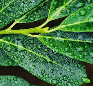 Full frame shot of green leaves