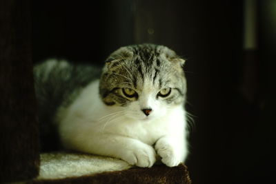 Close-up of a cat