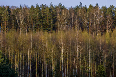 Scenic view of forest against sky