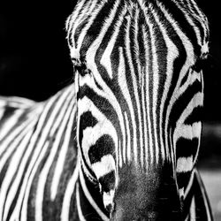 Close-up of a zebra