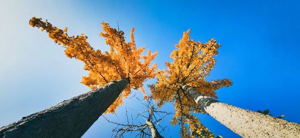 Low angle view of tree against clear blue sky