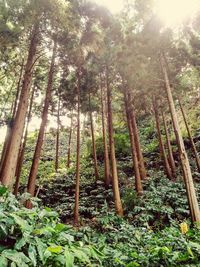 View of trees in forest