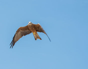 Low angle view of eagle flying in sky