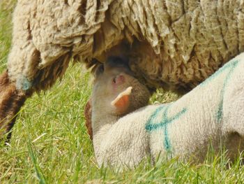 Close-up of sheep on grass