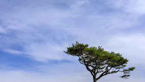 Low angle view of tree against sky